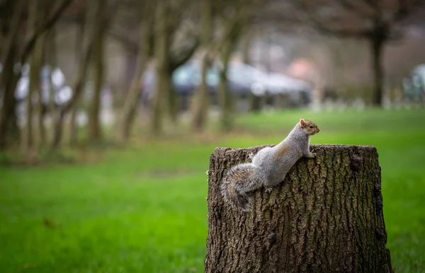 Squirrell horolezecký pařez — Stock fotografie