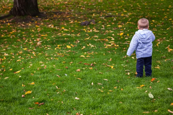 A parkban az őszi fiú — Stock Fotó