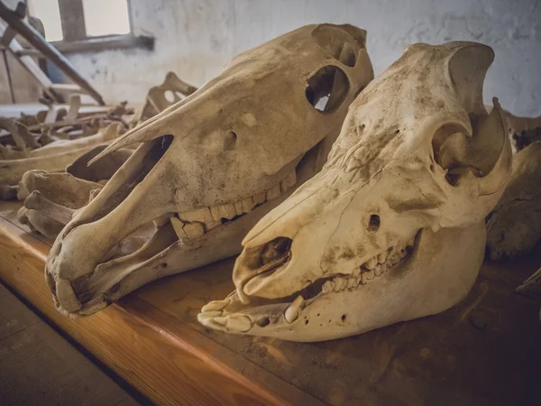 Farm animal skulls
