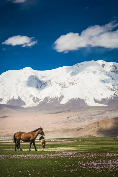 Mare et poulain dans une prairie — Photo