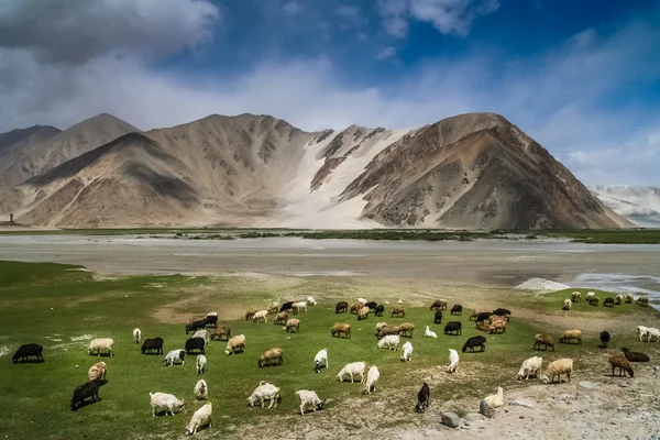 Pastos de montaña en Karakorum — Foto de Stock