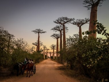 Zebu sepeti ve baobabs