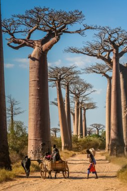 Zebu sepeti ve baobabs