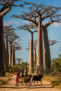Büyük baobabs ağacı