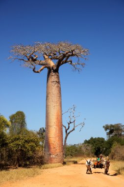 Zebu sepeti ve baobabs