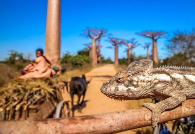 Bukalemun ve baobabs