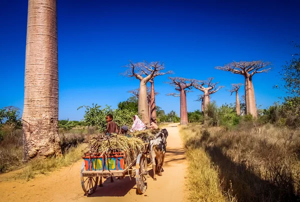 Zebu sepeti ve baobabs