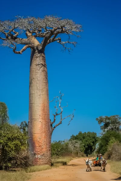 Carro de cebú y baobabs — Foto de Stock