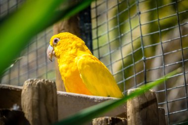 Kafeste oturan sarı papağan