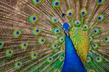Beautiful Peacock bird clipart