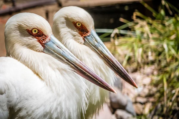 Deux cigognes dans le zoo — Photo