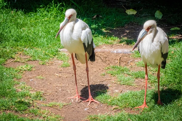 Deux cigognes dans le zoo — Photo