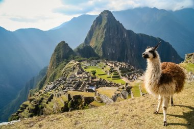 Lama And Machu Picchu clipart