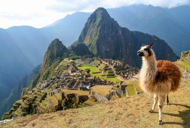 Lama ve Machu Picchu