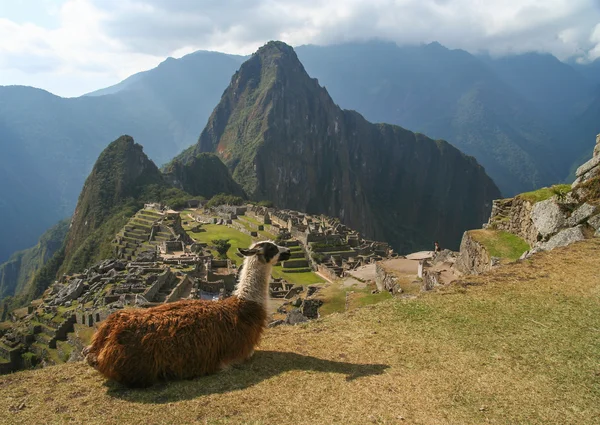 A Machu Picchu látványában gyönyörködve láma — Stock Fotó