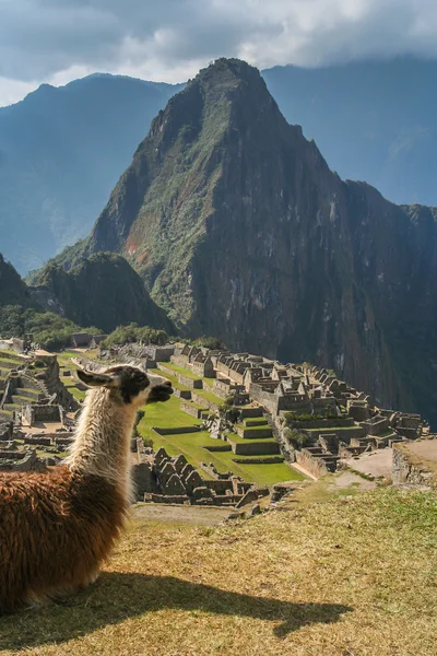 A Machu Picchu látványában gyönyörködve láma — Stock Fotó