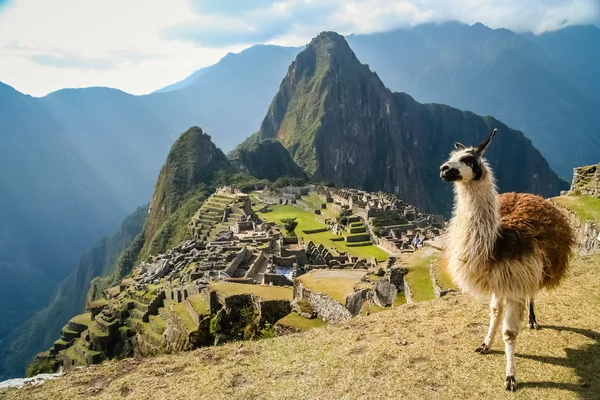 Lama e Machu Picchu — Fotografia de Stock