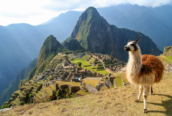 Láma és Machu Picchu — Stock Fotó