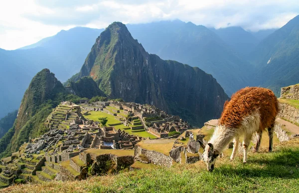 Lama et Machu Picchu — Photo