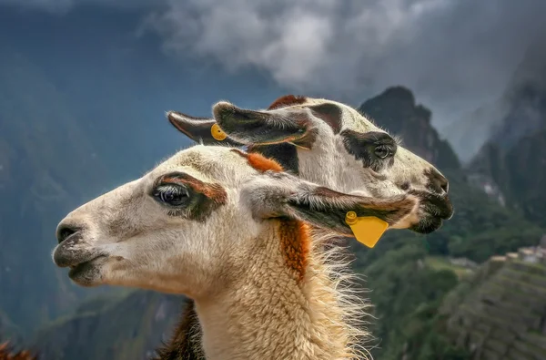 Dos Llamas frente a Machu Picchu — Foto de Stock