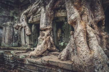 Büyük ağaç bir Tapınağı Duvar içine çeken 