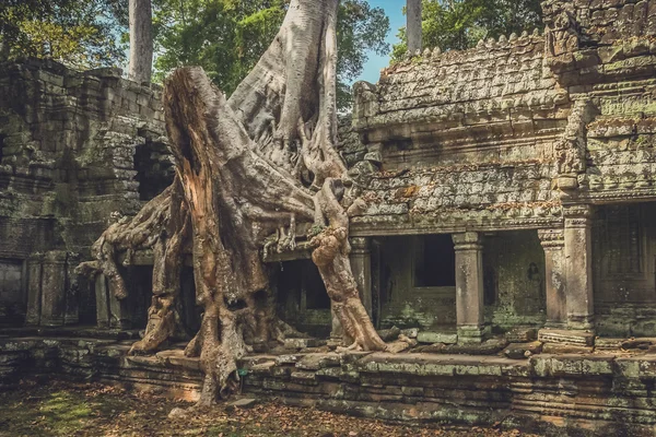 Enorme árbol que envuelve una pared del templo — Foto de Stock