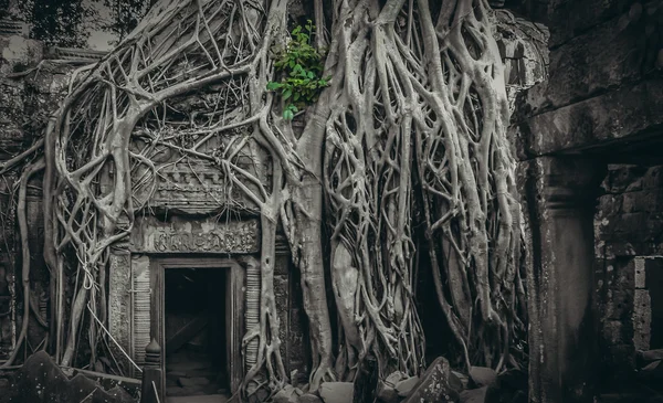 Angkor Wat Tapınağı girişinde — Stok fotoğraf