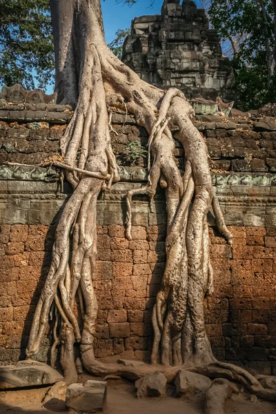 Bir duvara Angkor içinde ağaç — Stok fotoğraf