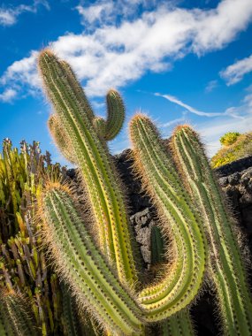 Lanzarote 'deki kaktüs bahçesi.