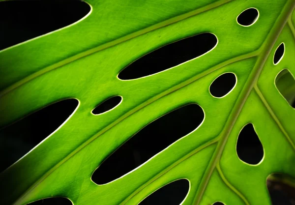 Monstera plant leaf — Stock Photo, Image