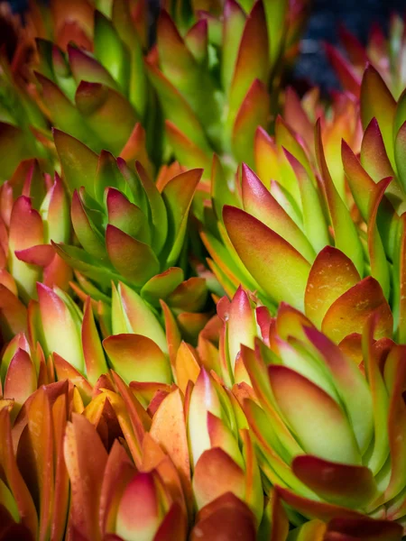 Succulent alpine flower — Stock Photo, Image