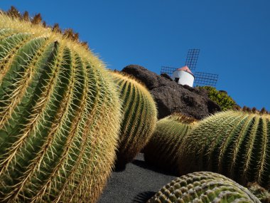 Lanzarote 'deki kaktüs bahçesi.