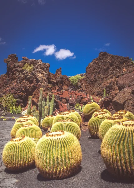 Cactus Garden in Lanzarote — Stock Photo, Image