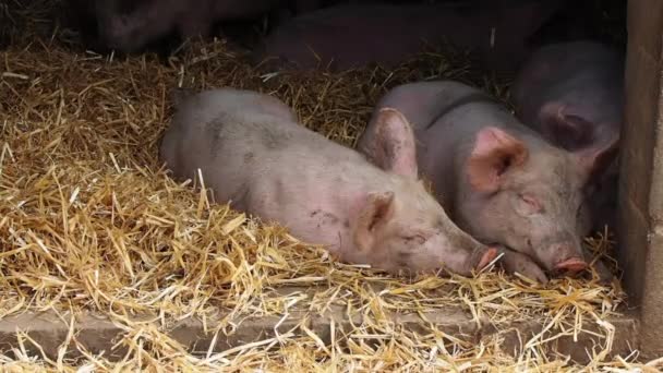 Schweine im Schweinestall — Stockvideo