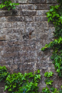 Duvardaki yeşil sarmaşık