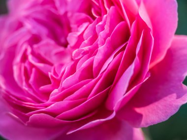 Pembe bir Şakayık yaprakları