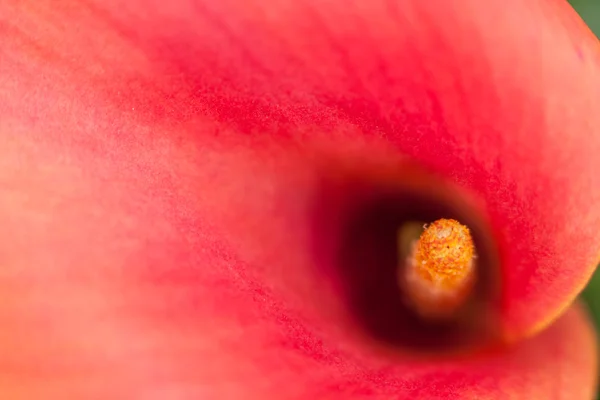 Kwiat lilii Calla czerwony — Zdjęcie stockowe