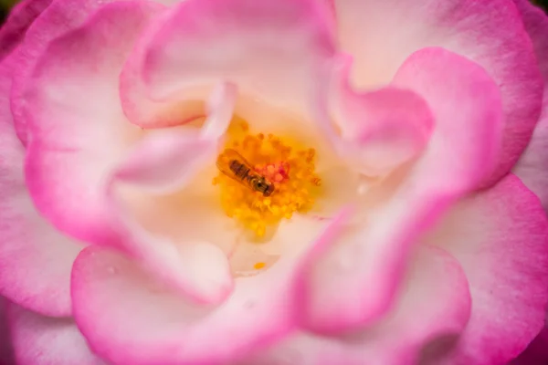 분홍빛 해바라기 — 스톡 사진