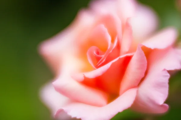 Rosa stieg aus nächster Nähe — Stockfoto