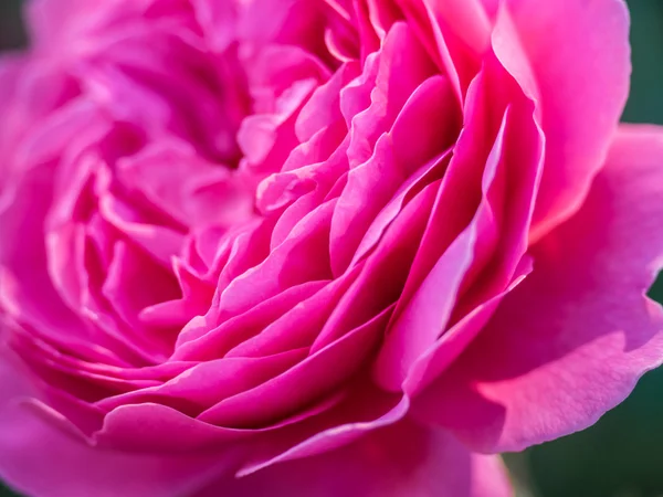 Petals of a pink peony — Stock Photo, Image