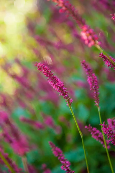 Purple Loosestrife flowers — Stock Photo, Image