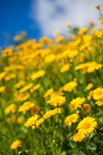 Yellow aster wildflowers in a field Royalty Free Stock Images