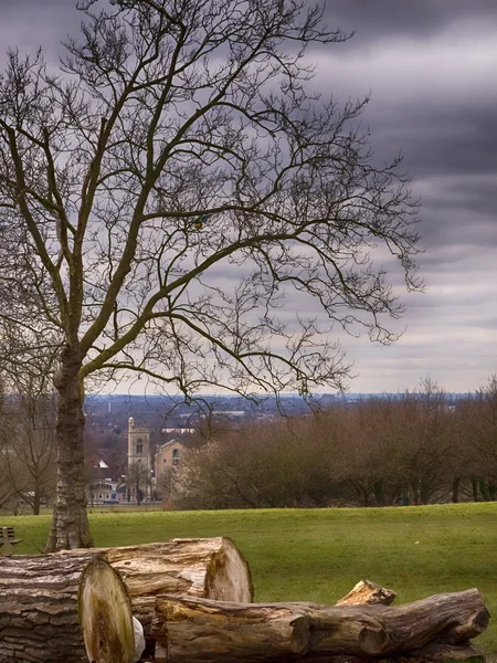 Snijden van boom Logboeken in een park — Stockfoto