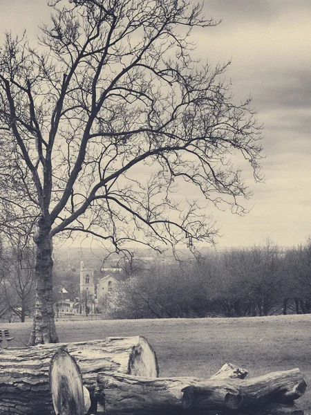 Klippa träd loggar i en park — Stockfoto