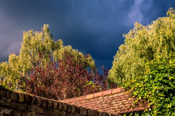 树木和屋顶 — 图库照片