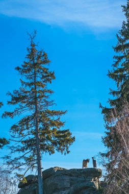 Dağ tiyatrosu Szklarska Poreba yakınlarındaki Skalki Marianki adlı kayaların tepesindeki iki Keçi heykeli.