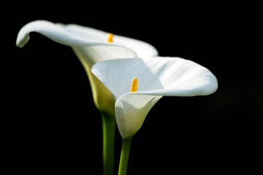 Siyah arkaplan ile izole edilmiş iki güzel beyaz yaprak zambağı