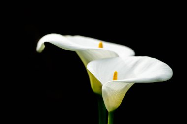 Siyah arkaplan ile izole edilmiş iki güzel beyaz yaprak zambağı