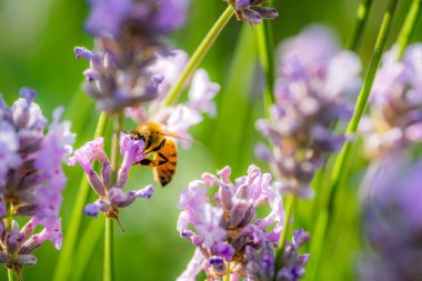 Yaban arısı yazın bahçedeki bir lavantanın polenini topluyor.