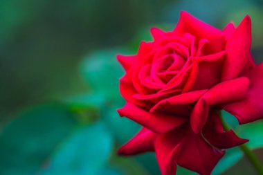 Çiçek açan kırmızı gülün seçici odak noktası.